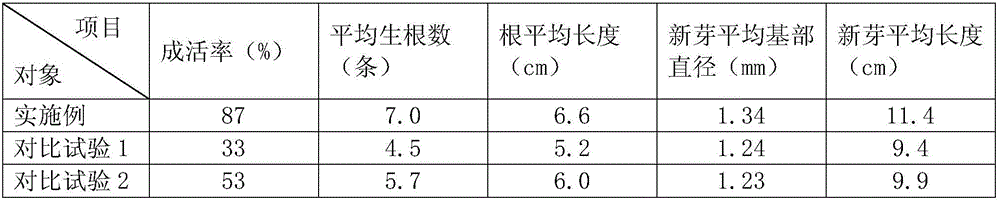 Cutting and grafting integrated method for oil-tea trees