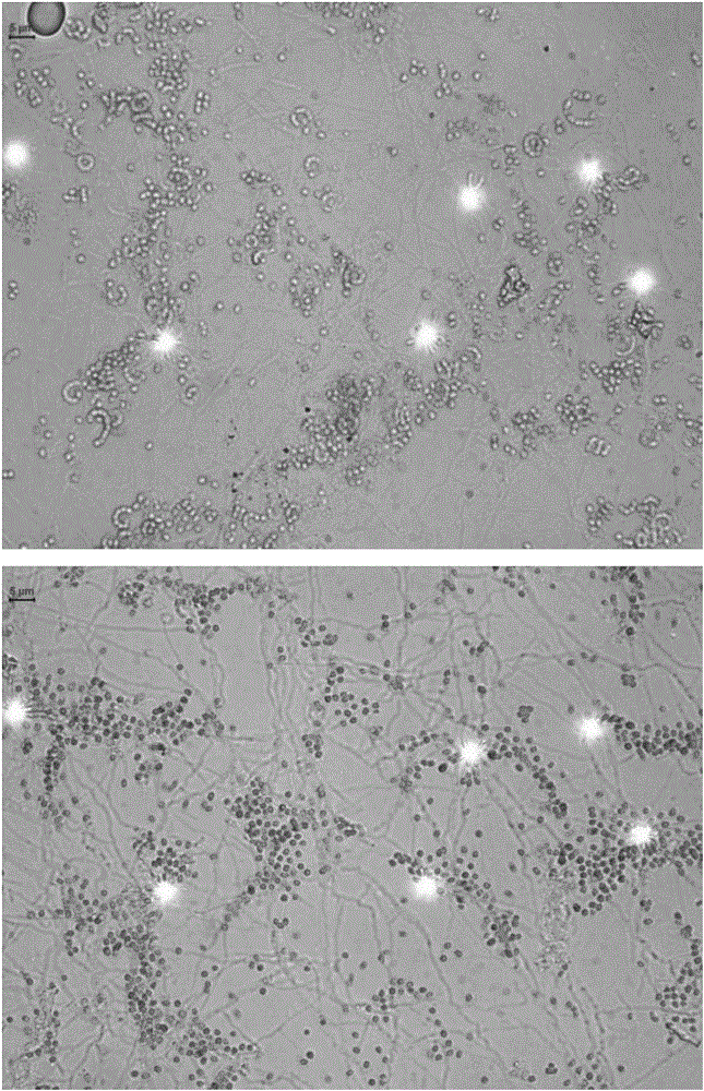 Streptomyces malaysiensis and application thereof