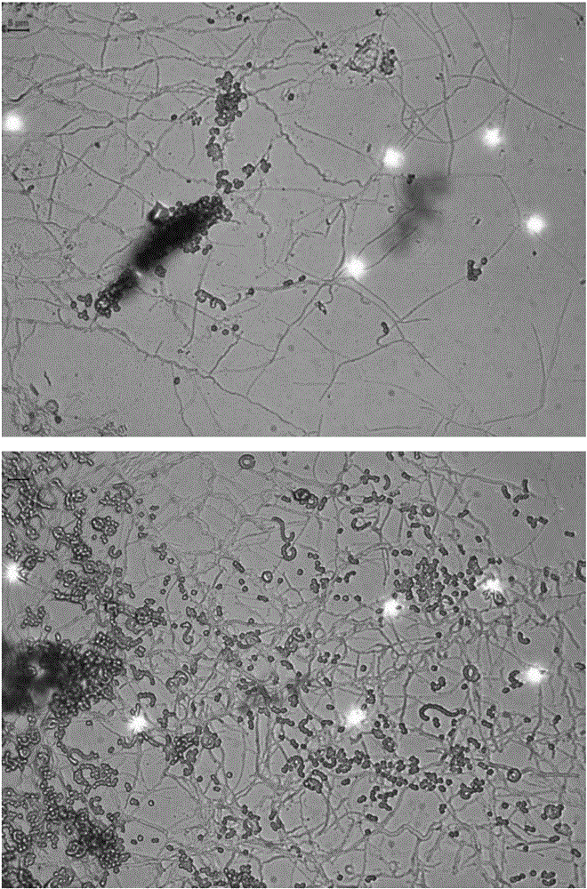 Streptomyces malaysiensis and application thereof