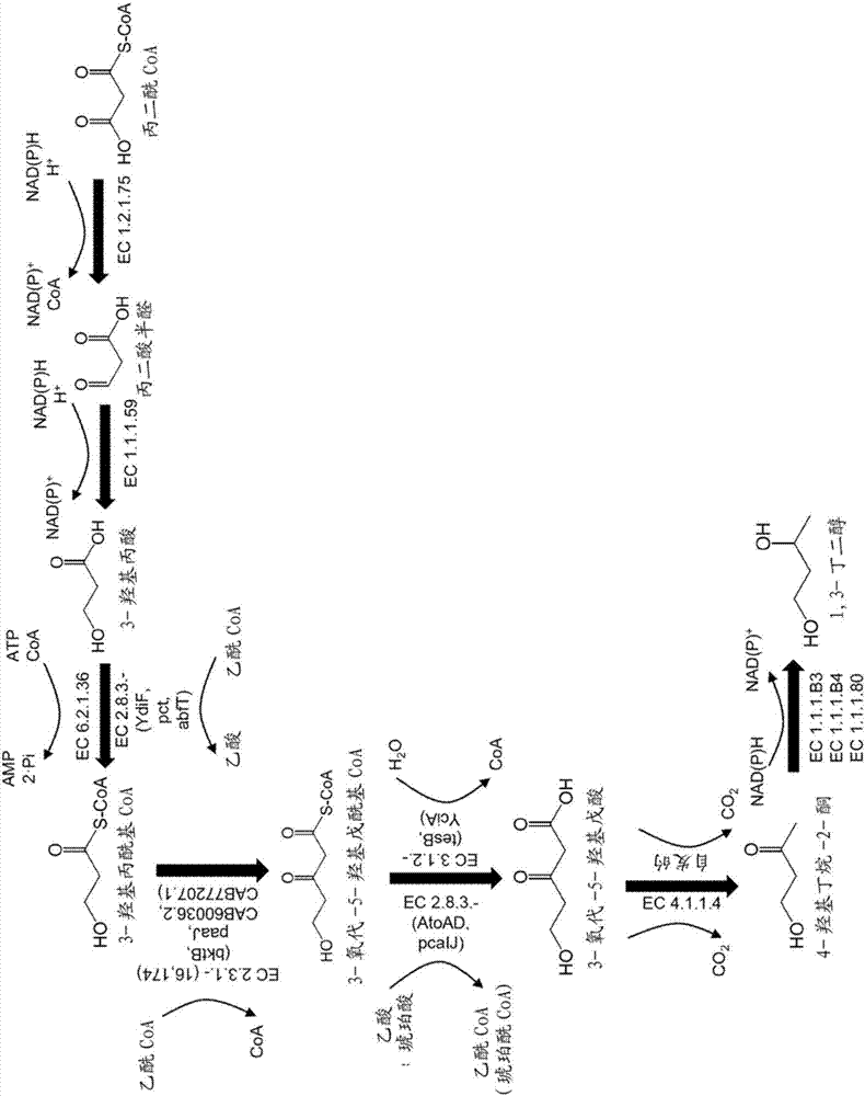 Biosynthesis of 1,3-butanediol