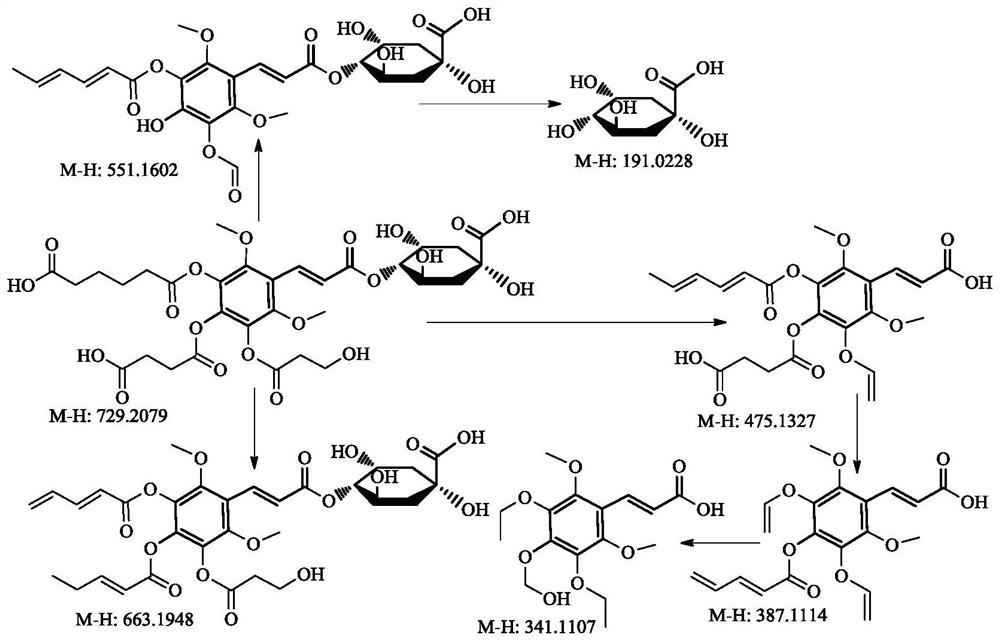 Fresh elm leaf aqueous extract powder as well as preparation, antithrombotic effect and application thereof