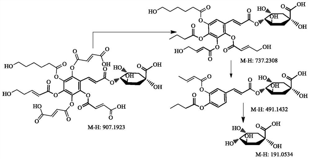 Fresh elm leaf aqueous extract powder as well as preparation, antithrombotic effect and application thereof