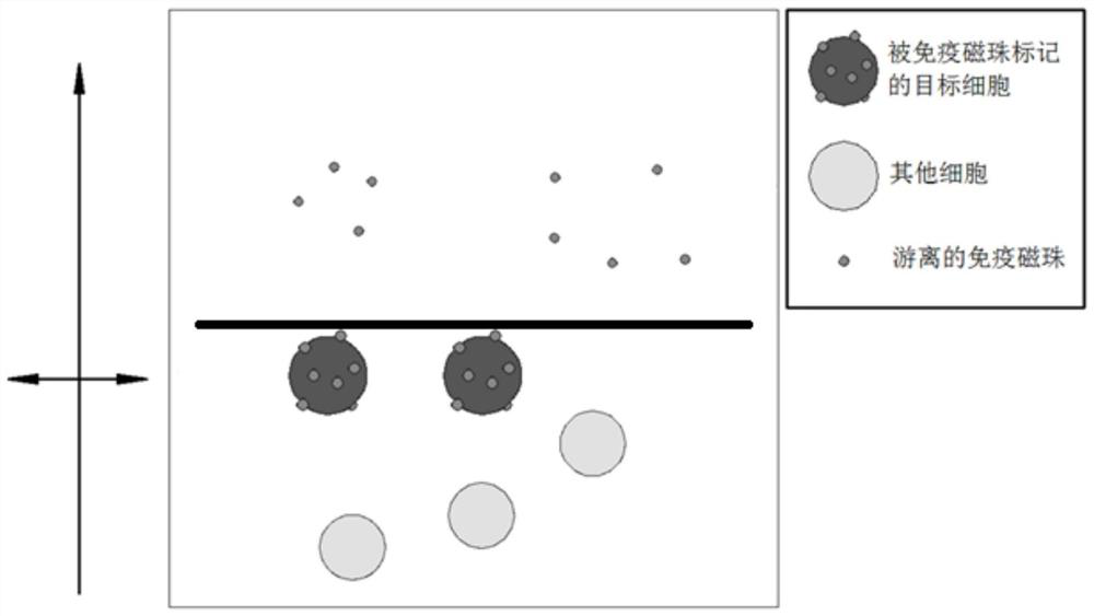 Cell screening method and system based on immunomagnetic bead labeling