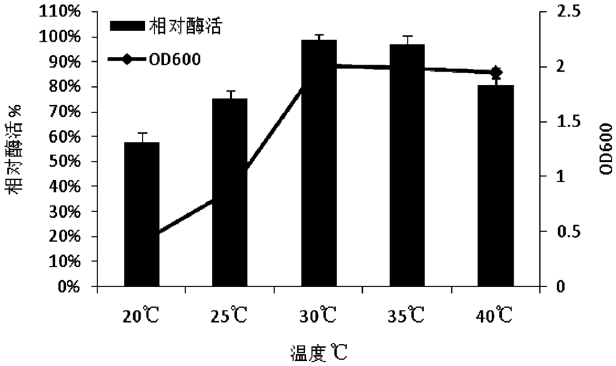 A kind of Bacillus saccharophilus for degrading alginic acid and its application method