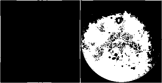 A kind of Bacillus saccharophilus for degrading alginic acid and its application method