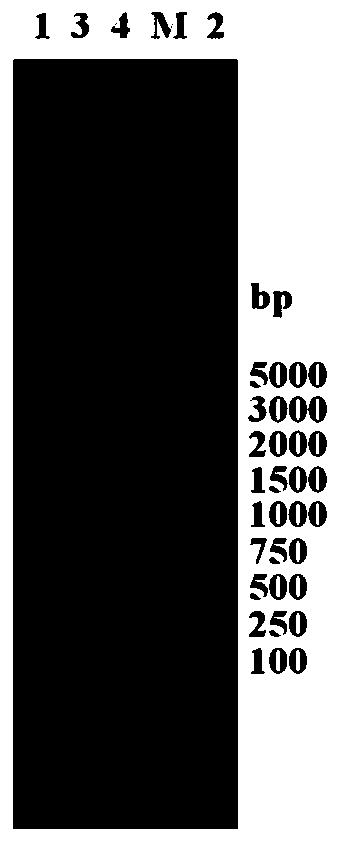 Low-yield higher-alcohol beer yeast strain and construction method thereof