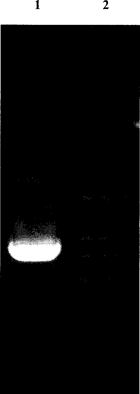 Use of staphylococcal enterotoxin A gene and its coded protein