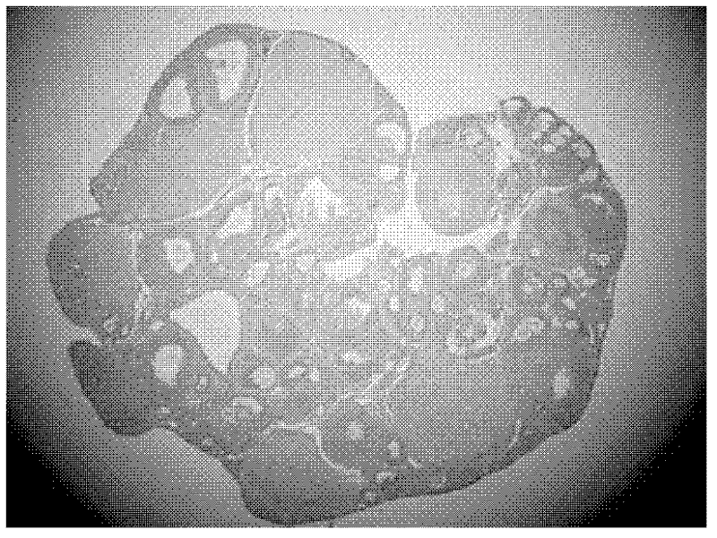 Application of nicotinic acid derivates in preparation of medicaments for promoting follicular development and maintaining ovarian functions