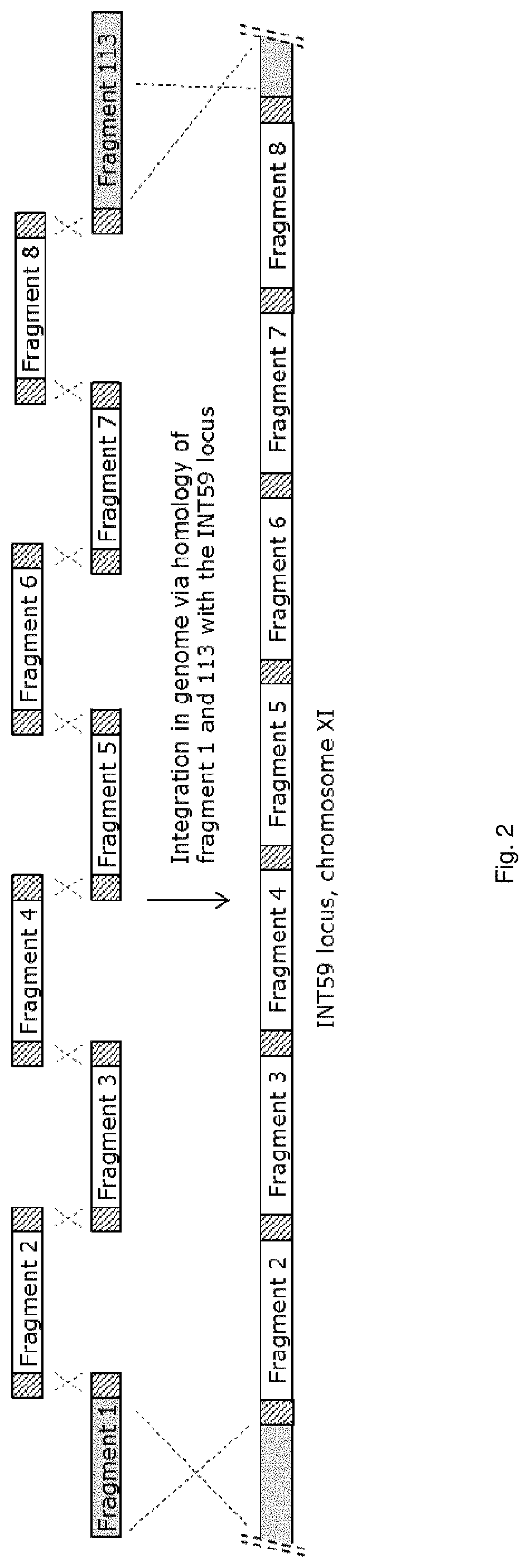 Malate dehyrogenases