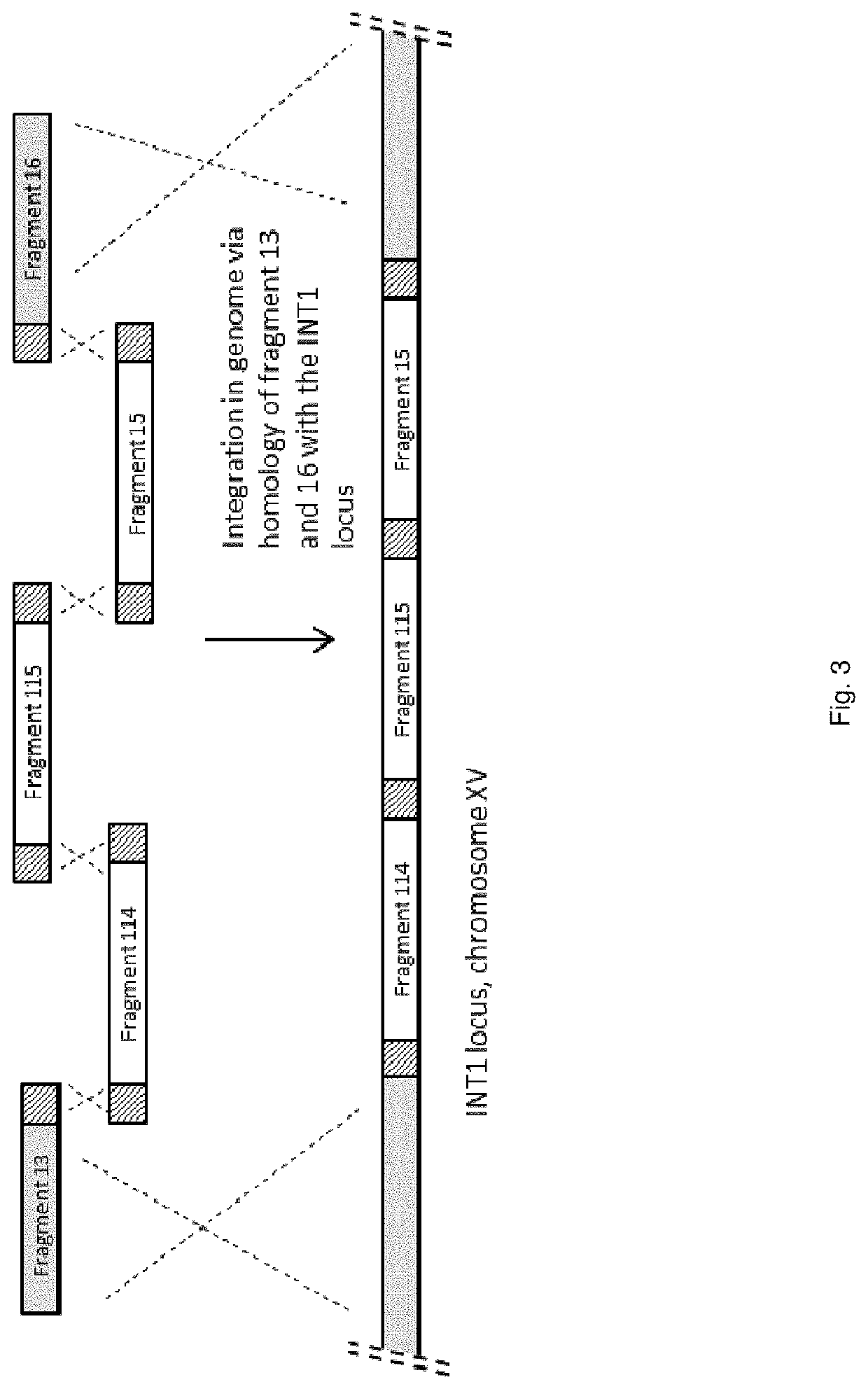 Malate dehyrogenases