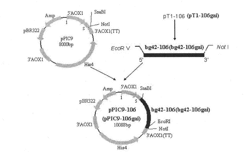 Lactase mutator, secretory expression method and application thereof