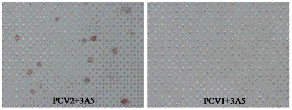 Porcine circovirus type 2 antigen capture ELISA kit