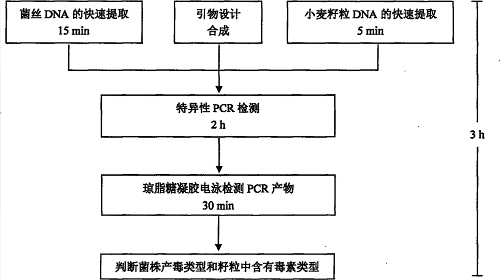 Quick molecular detection method for simultaneously detecting three kinds of fusarium toxins and application thereof