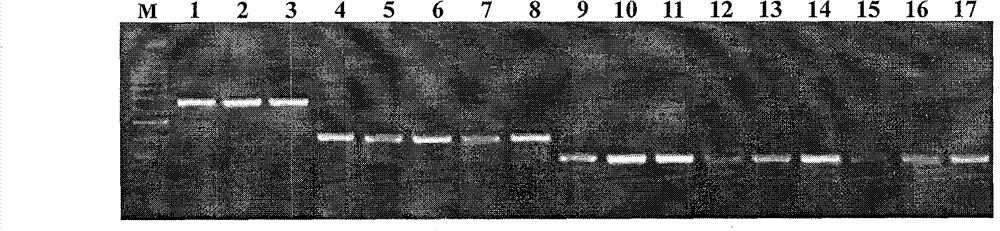 Quick molecular detection method for simultaneously detecting three kinds of fusarium toxins and application thereof