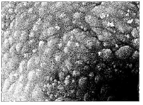 Use of N-acetyl-5-methoxytryptamine, and related compositions and culture media