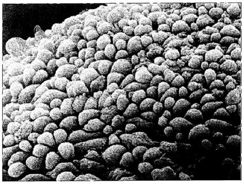 Use of N-acetyl-5-methoxytryptamine, and related compositions and culture media