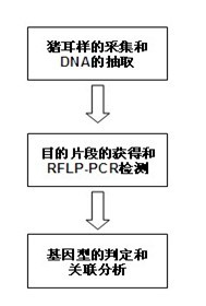 SNP (Single Nucleotide Polymorphism) marker related to litter size of sow and application thereof