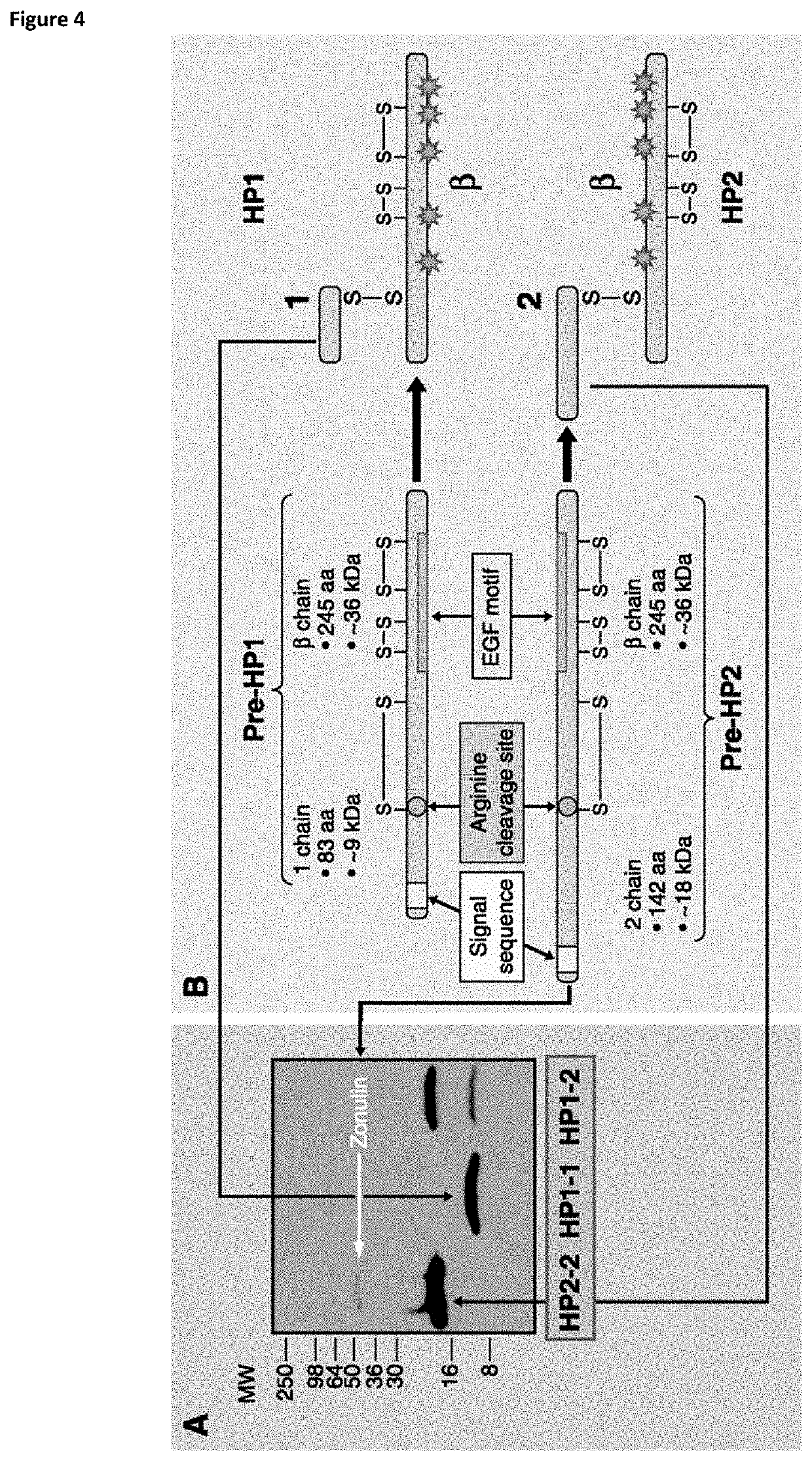 Viability assessment of in vitro cultured human embryos from the culture medium