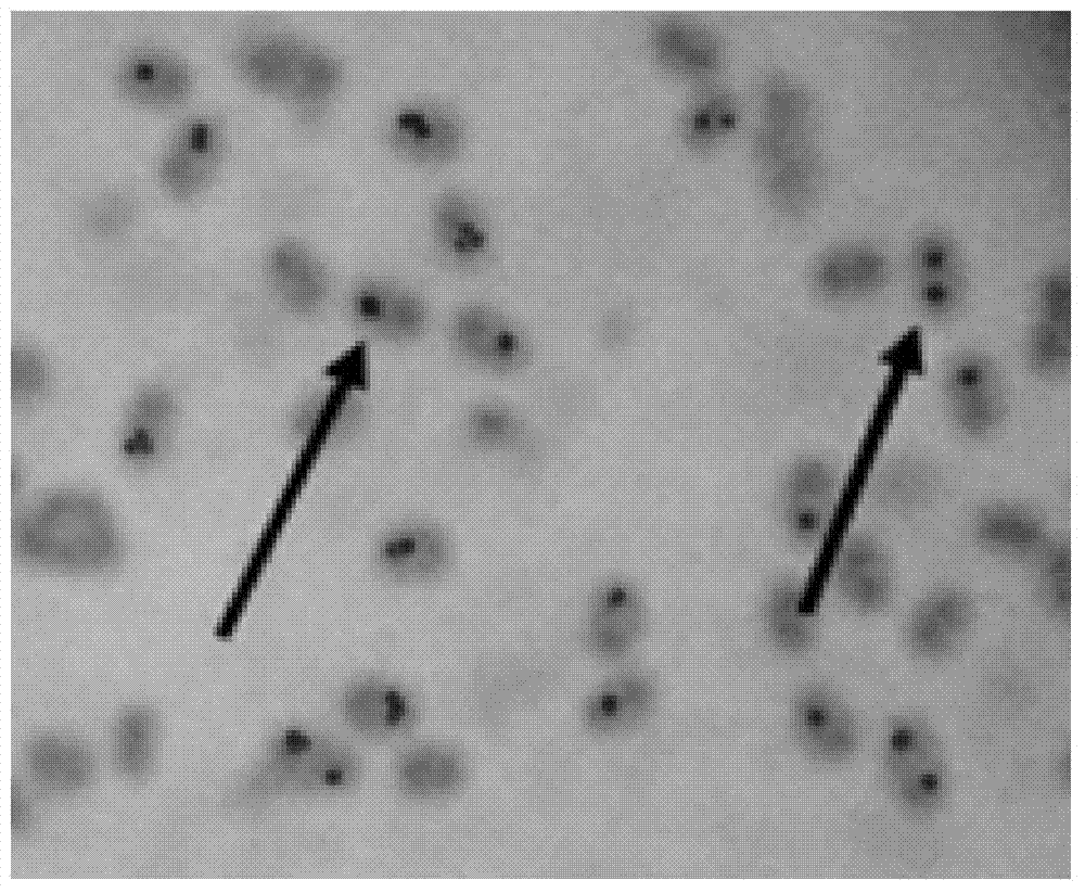 Denitrifying phosphorus accumulation organism (DPAO) with function of efficiently removing nitrogen and phosphorus and application of DPAO