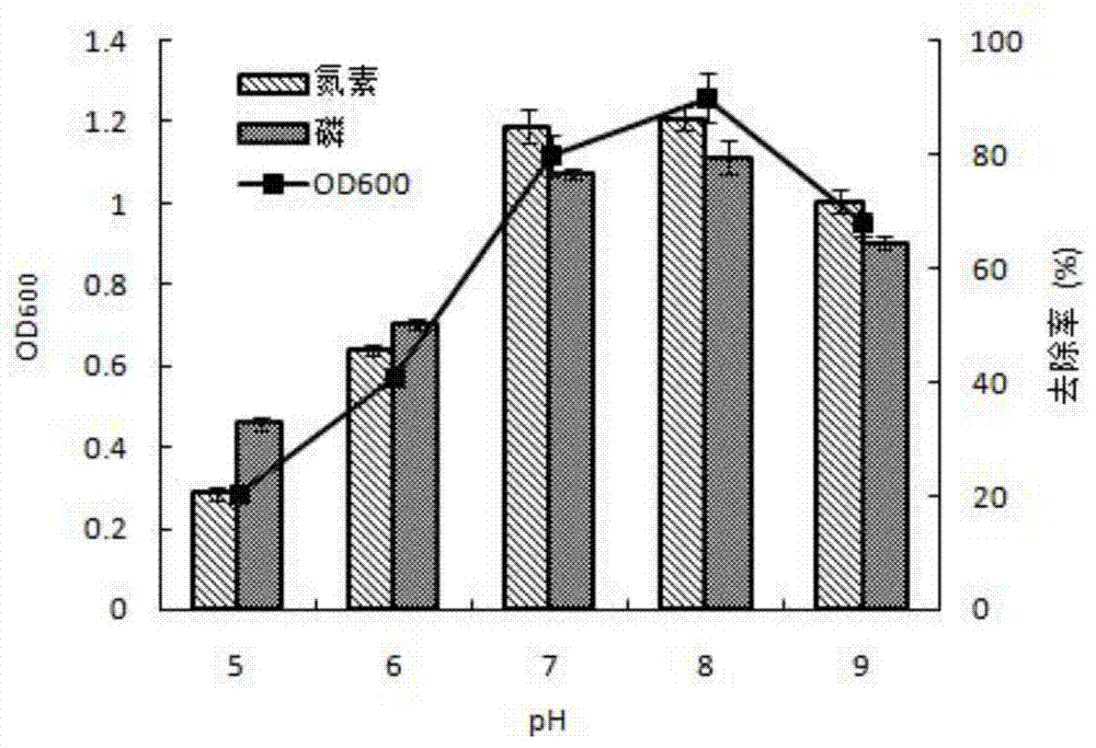 Denitrifying phosphorus accumulation organism (DPAO) with function of efficiently removing nitrogen and phosphorus and application of DPAO