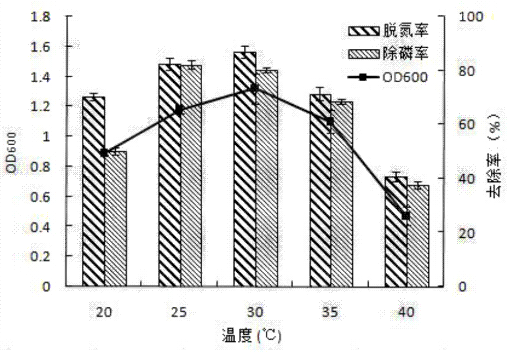 Denitrifying phosphorus accumulation organism (DPAO) with function of efficiently removing nitrogen and phosphorus and application of DPAO