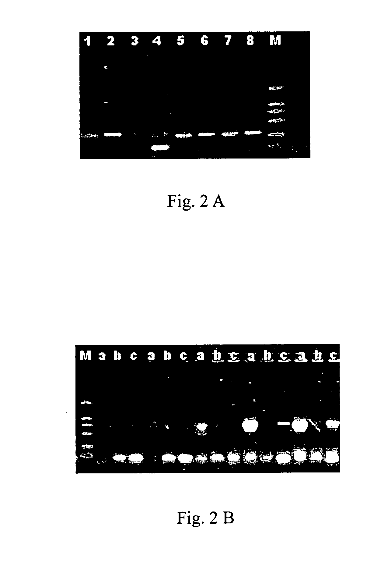 Method for preparing a sterile transgenic fish