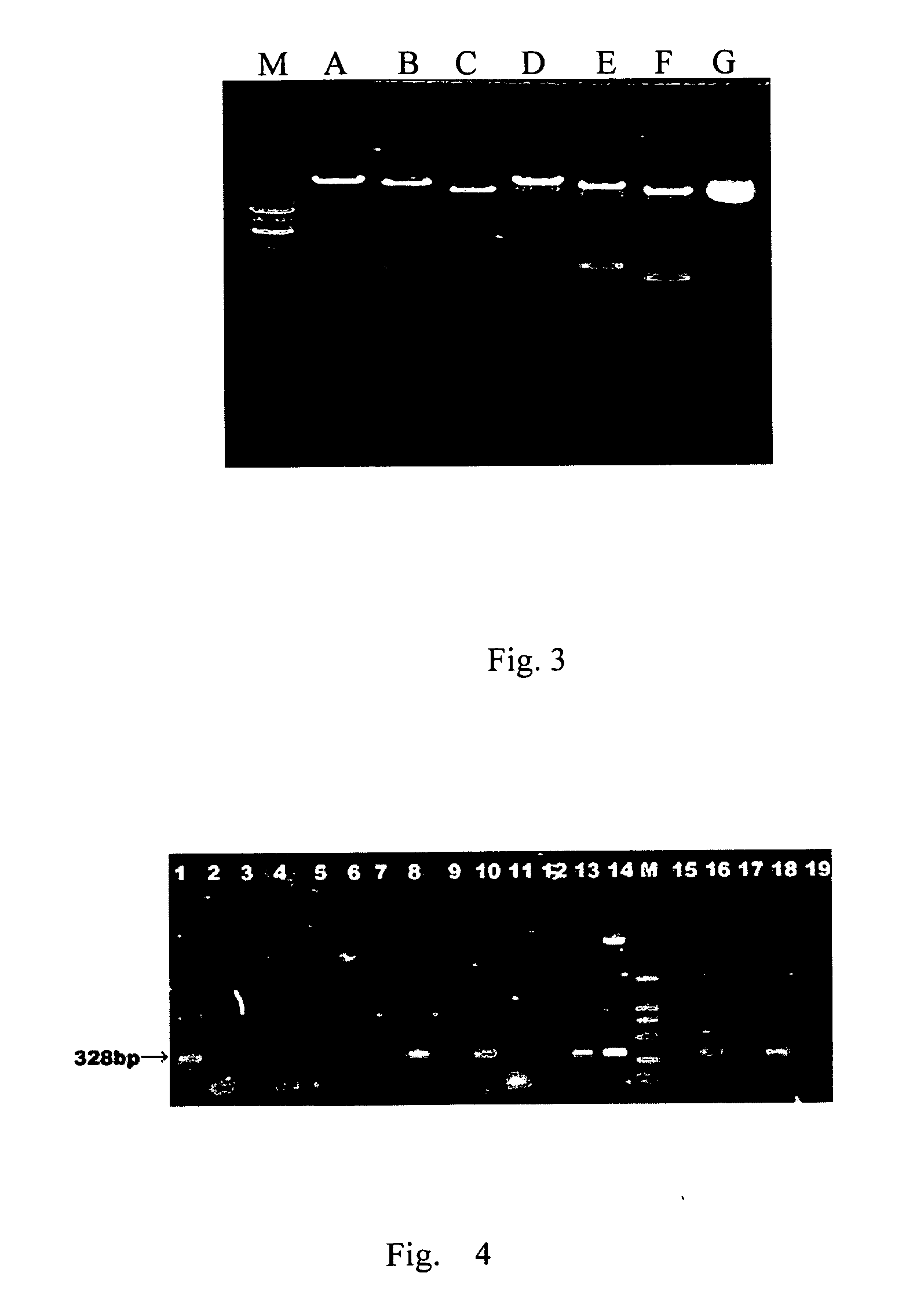 Method for preparing a sterile transgenic fish