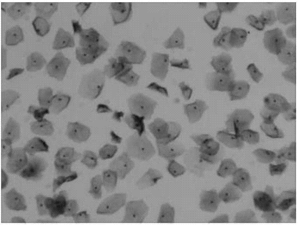 Immune p16&lt;INK4a&gt; antigen preserving liquid used for thin prep liquid-based cytology test and preparation method of same