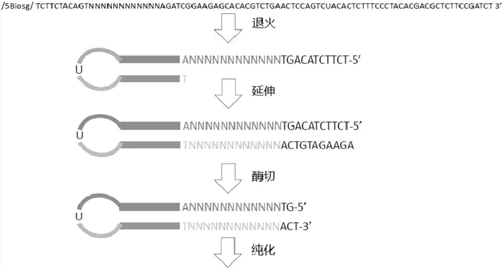 Molecular tag connector as well as preparation method and application thereof