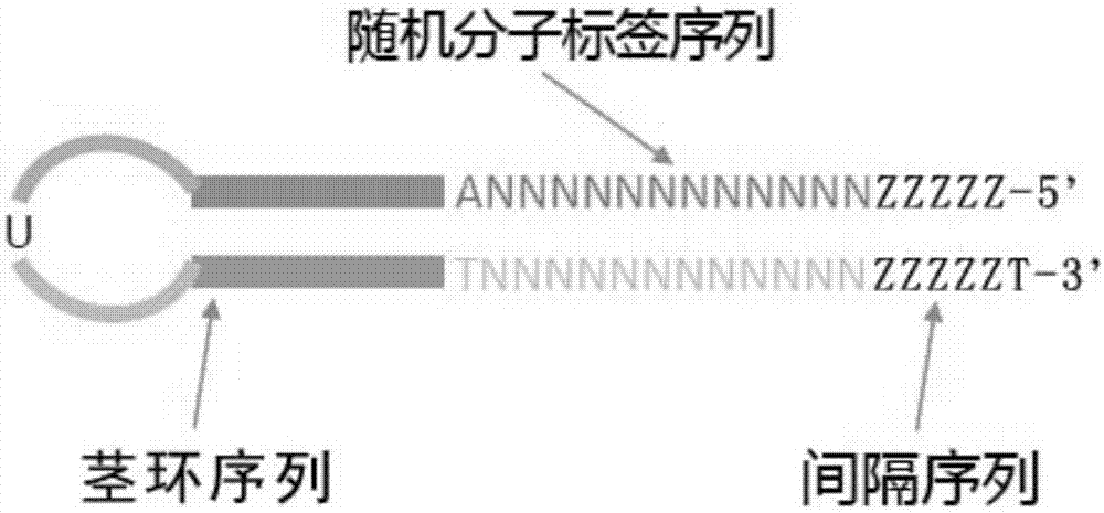 Molecular tag connector as well as preparation method and application thereof