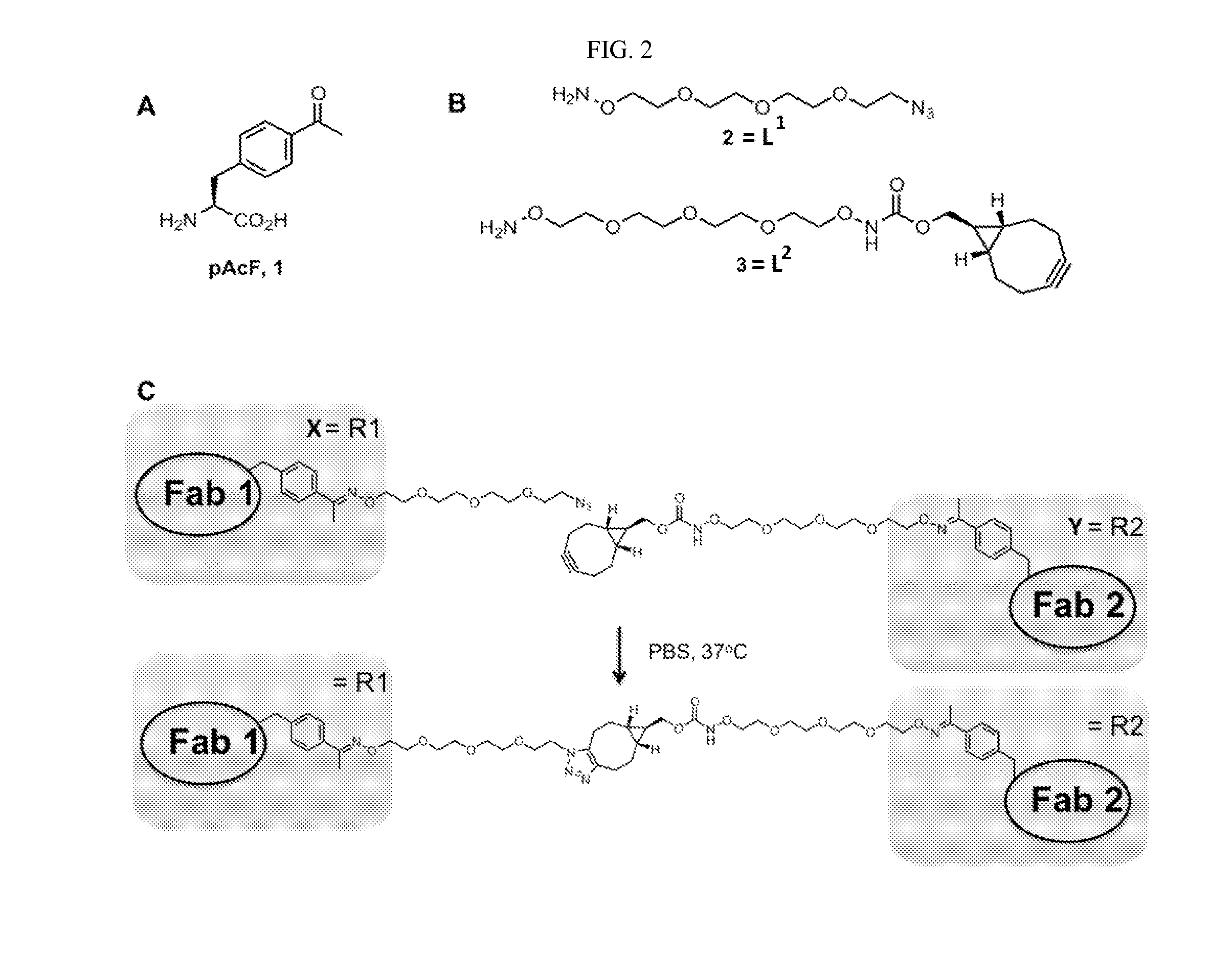 Bispecific antibodies and uses thereof