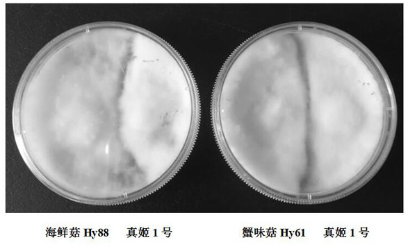 A kind of mushroom strain and breeding method thereof