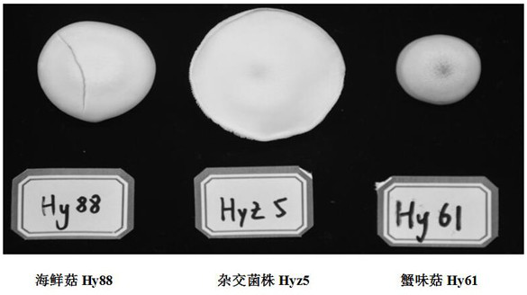 A kind of mushroom strain and breeding method thereof