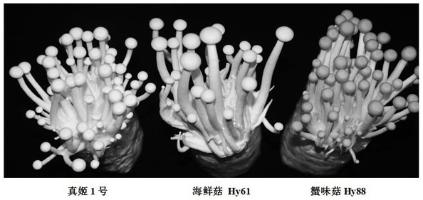 A kind of mushroom strain and breeding method thereof