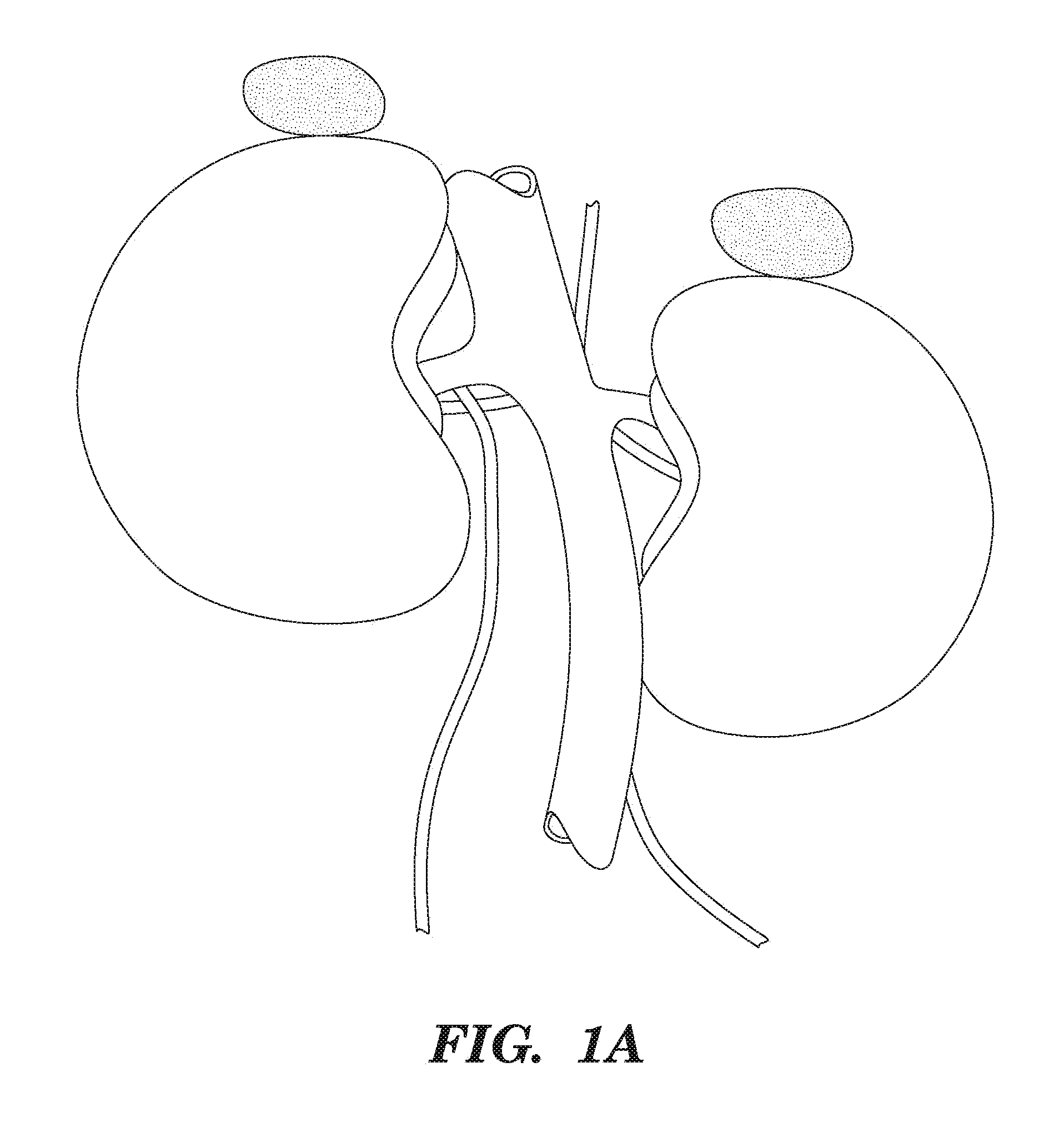 Augmentation of organ function