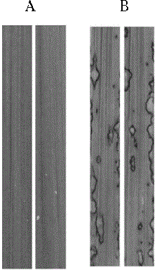 Rice blast resistance gene RMg41 and applications thereof