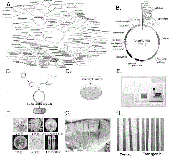 Rice blast resistance gene RMg41 and applications thereof