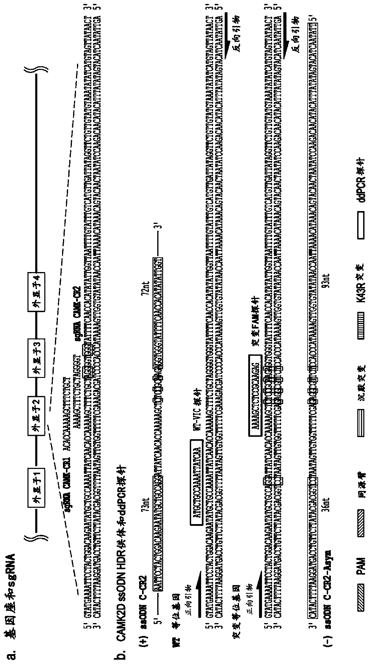 Methods for increasing the efficiency of homology directed repair (HDR) in the cellular genome