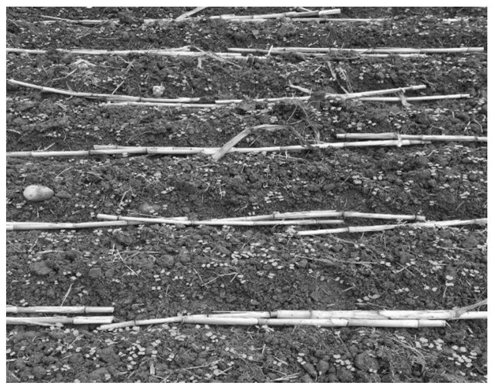 A method for multiplying perennial forage corn by using stem nodes to sow in autumn and plant in spring