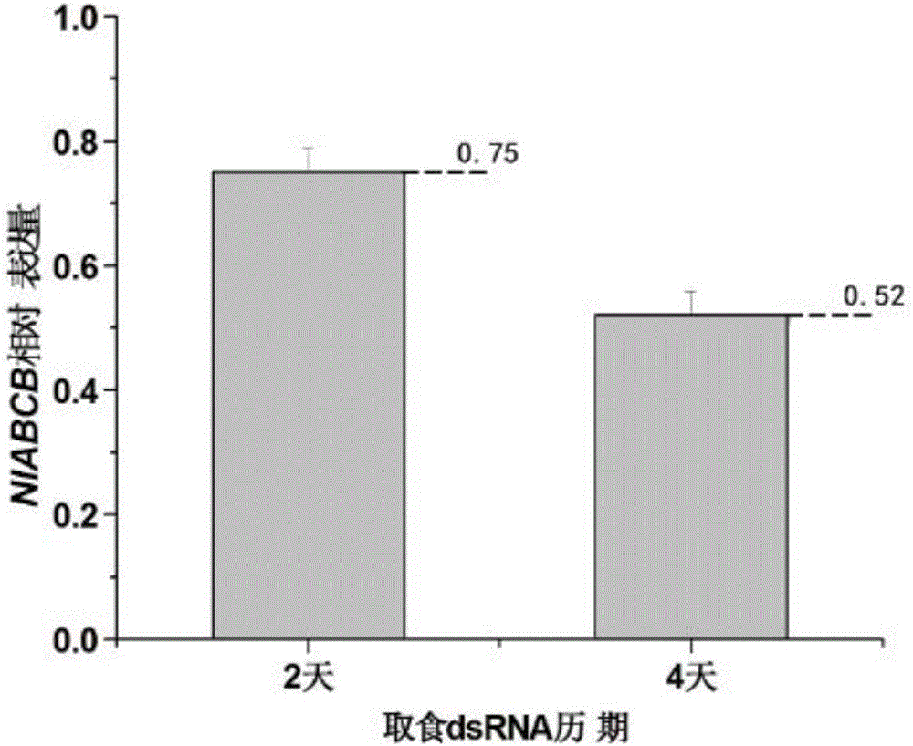 Nilaparvata lugens gene NlABCB as well as encoding product and applications thereof