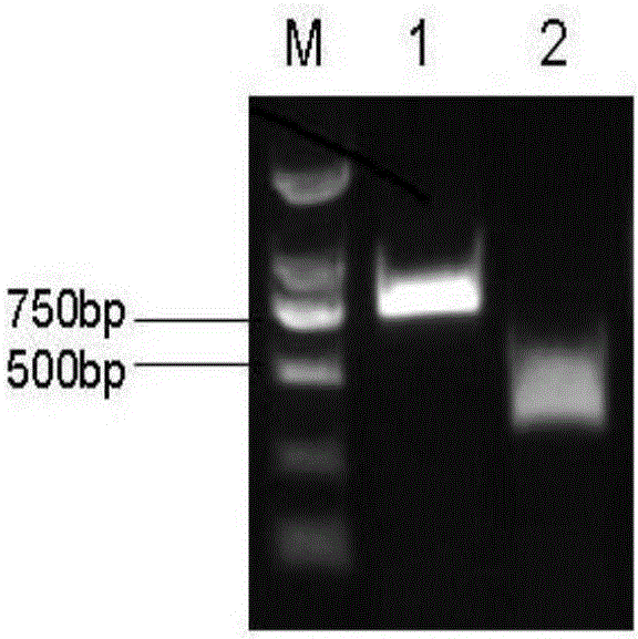 Nilaparvata lugens gene NlABCB as well as encoding product and applications thereof