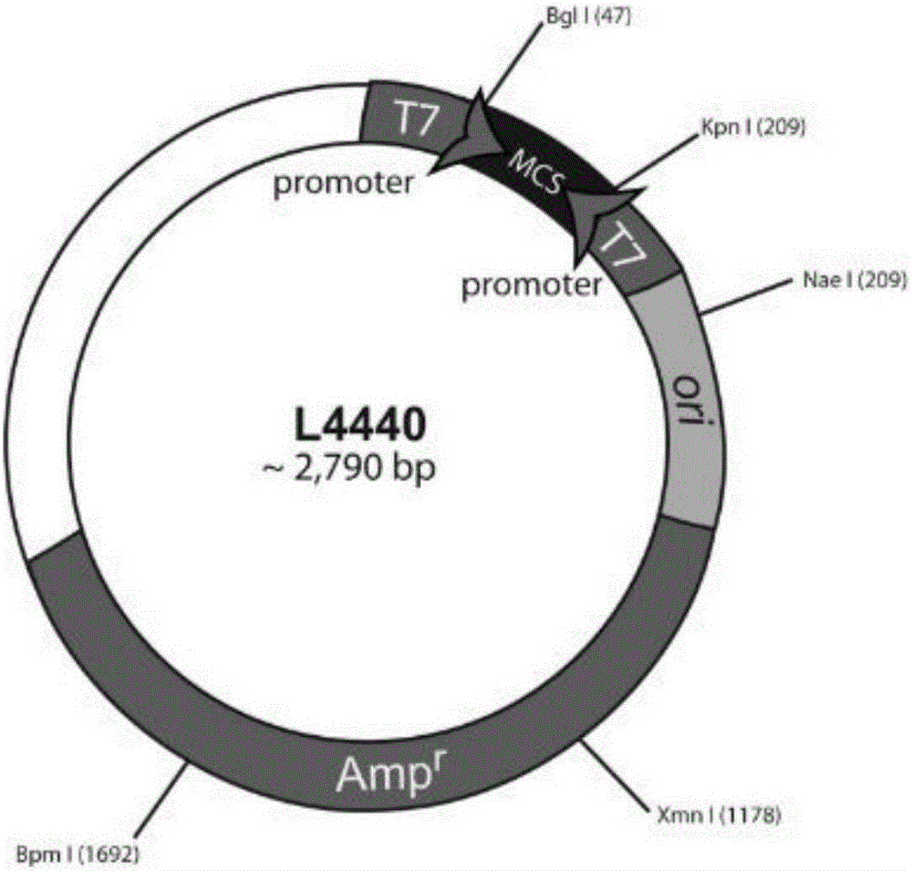 Nilaparvata lugens gene NlABCB as well as encoding product and applications thereof