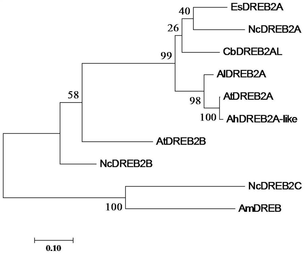 Application of CbDREB2AL gene in preparation of salt-tolerant transgenic plant