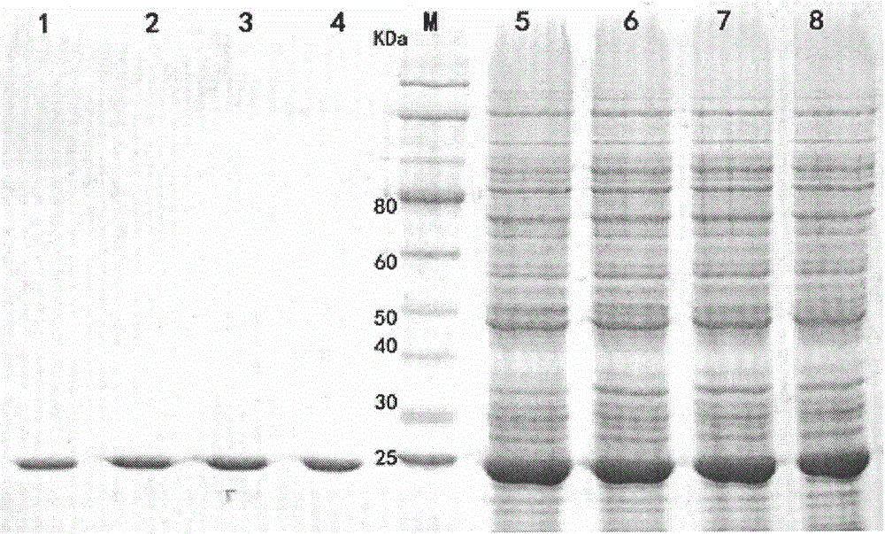 Recombinant basic xylanase resistant to chelating agent ethylenediamine tetraacetic acid and construction method thereof