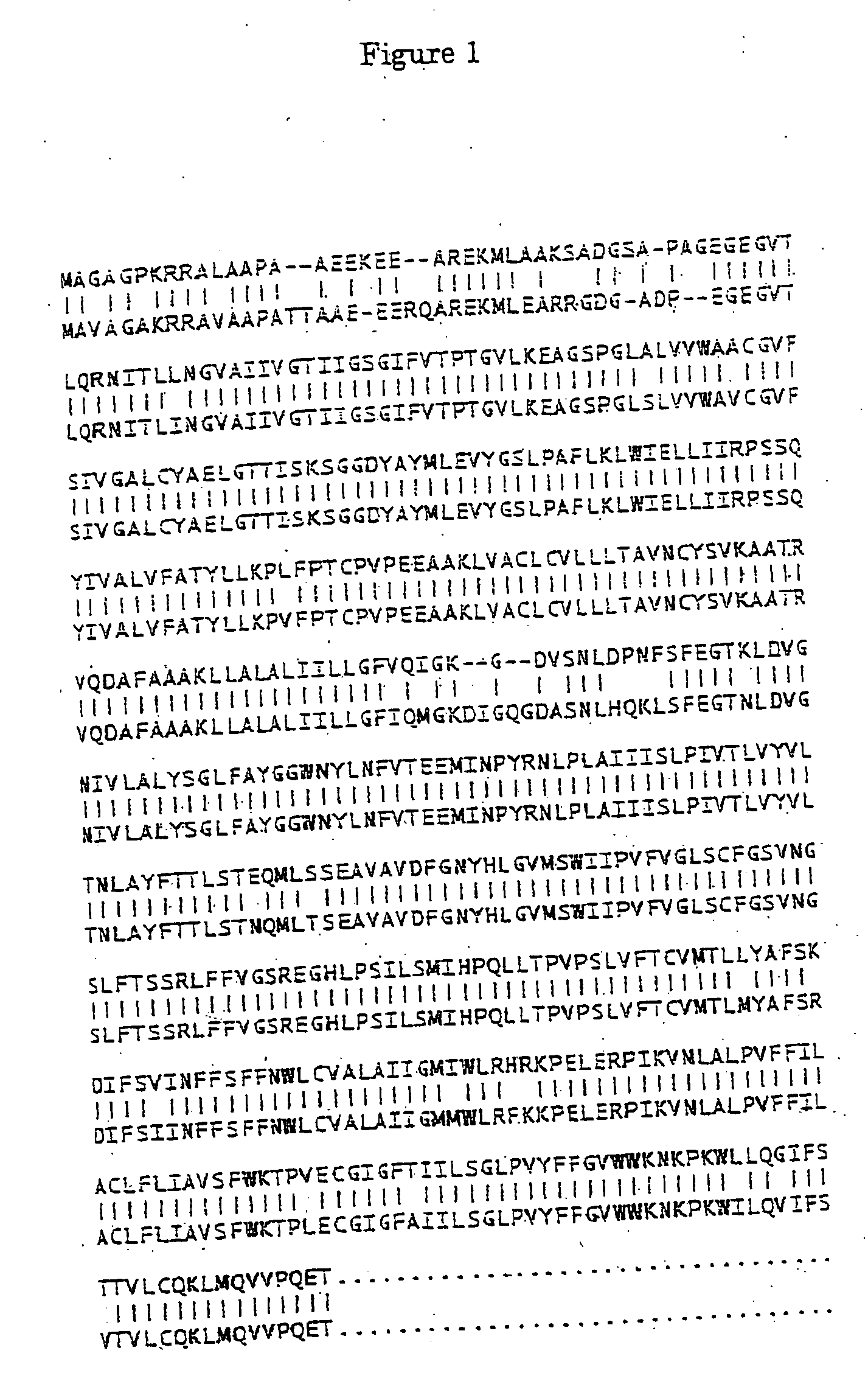 Neutral amino acid transporter and gene thereof