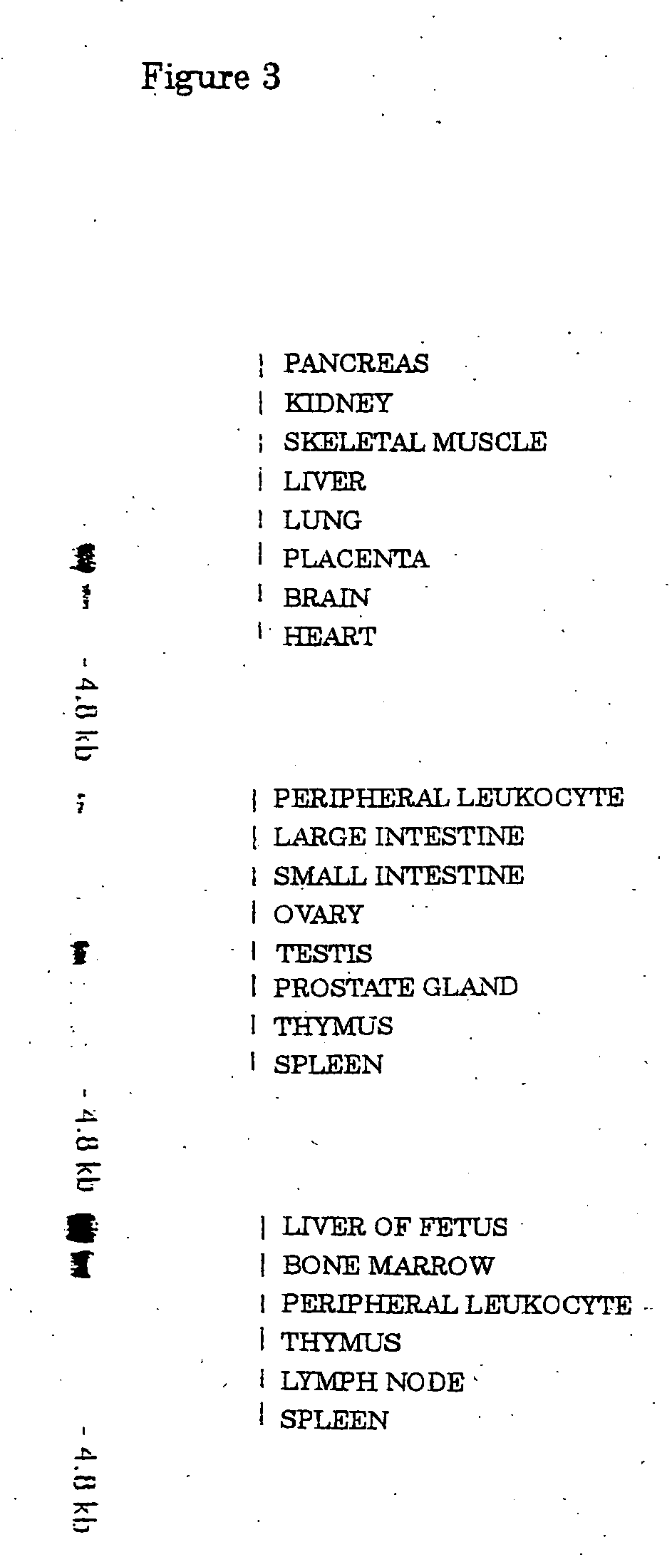 Neutral amino acid transporter and gene thereof