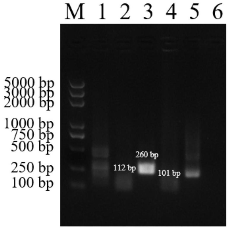 Foot and mouth disease virus and vesicular stomatitis virus dual rpa detection kit