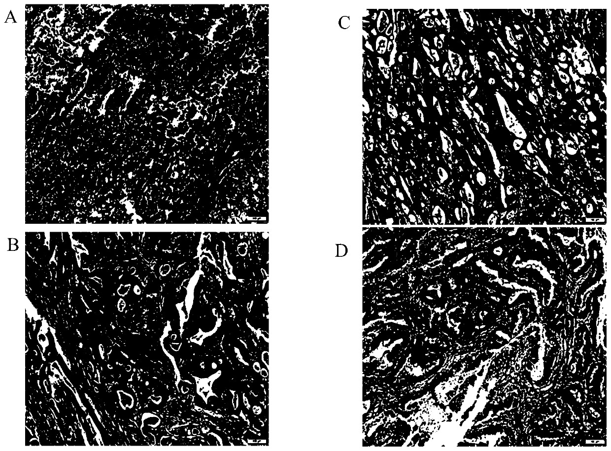 Improved he staining method