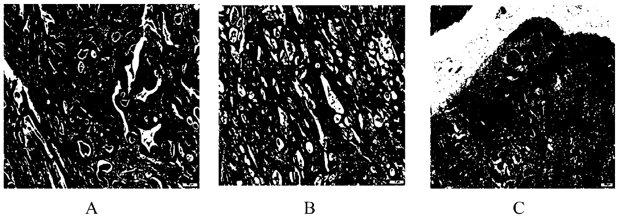 Improved he staining method