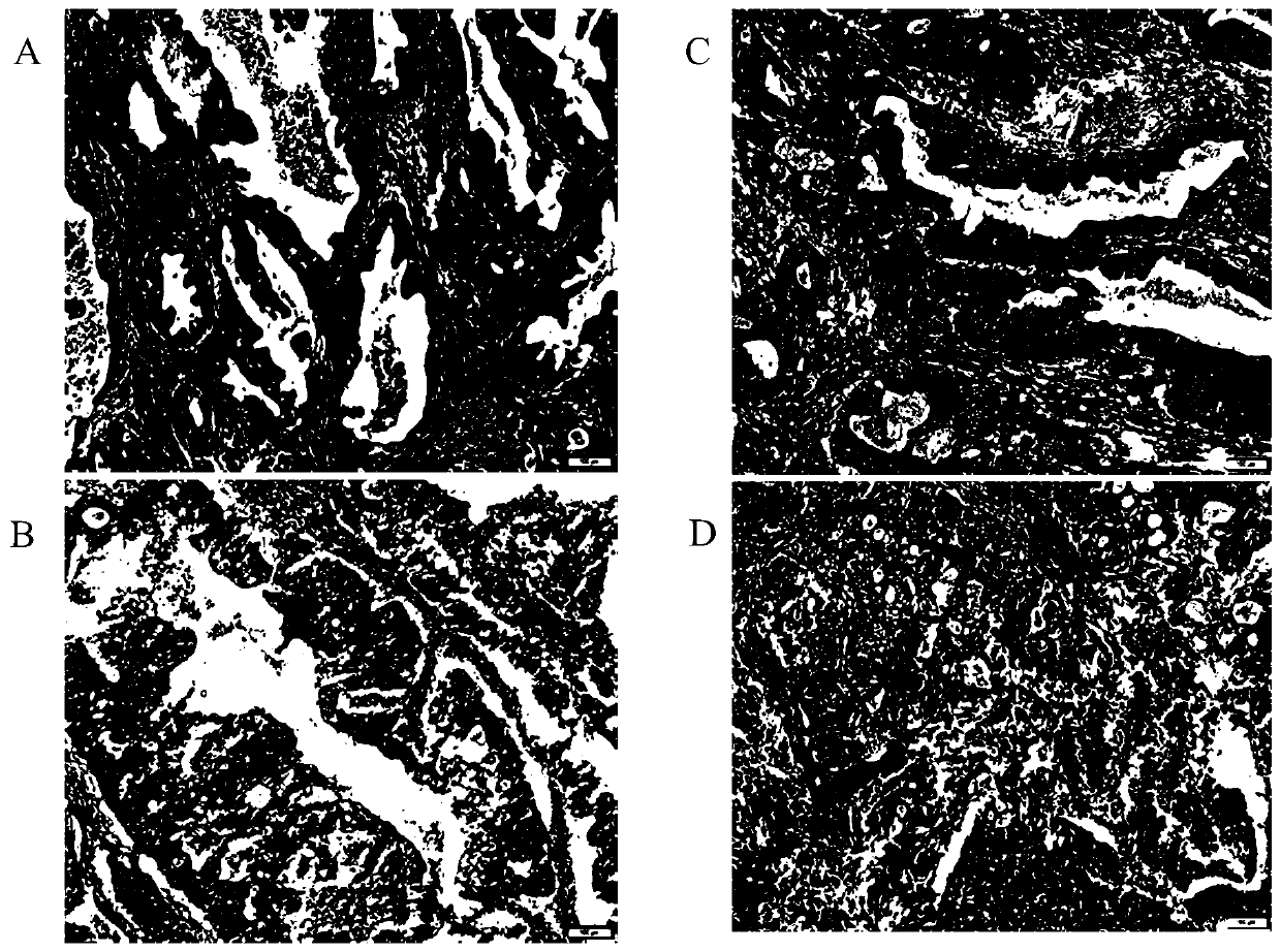 Improved he staining method